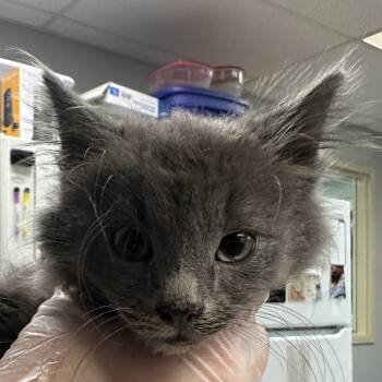 Rescue Domestic Long Hair Cats for Adoption in Vineland, New Jersey - Lobo | PetCurious