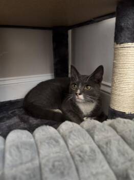 Domestic Short Hair Cats Available for Adoption in Philadelphia, Pennsylvania - Hoppy | PetCurious