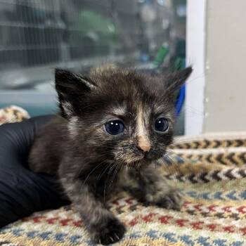 Brooklyn Baby -  Domestic Short Hair Cat for Adoption in Pasadena, California - Brooklyn Baby | PetCurious