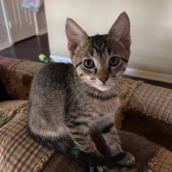 Rescue American Shorthair Cats for Adoption in Park Row, Texas - Checkers | PetCurious