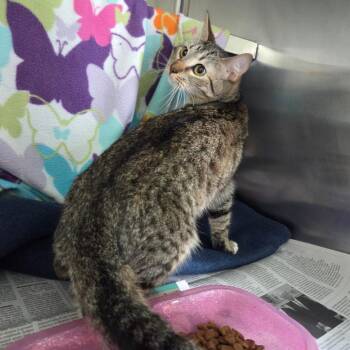 Domestic Short Hair Cats Available for Adoption in Chattanooga, Tennessee - Daphne | PetCurious