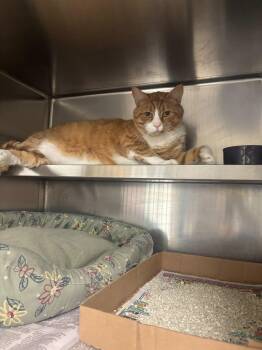John Daly -  Domestic Short Hair Cat for Adoption in Manchester, New Hampshire - John Daly | PetCurious