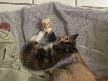 Cali -  Domestic Medium Hair Cat Available for Adoption in Troy, New York - Cali | PetCurious