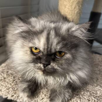 Persian Cats Available for Adoption in Brampton, Ontario - Papo | PetCurious