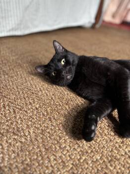 Rescue Domestic Short Hair Cats for Adoption in New York, New York - Toucan Sam | PetCurious