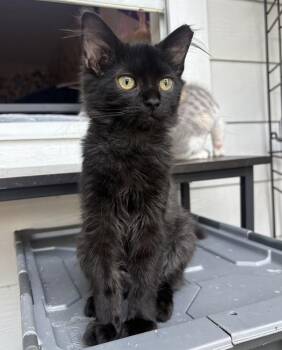 MJ -  Domestic Short Hair Cat for Adoption in Panama City, Florida - MJ | PetCurious