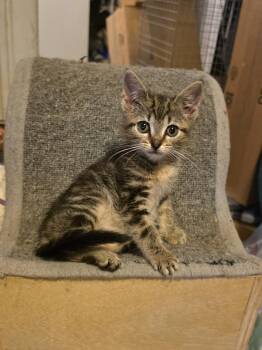 Labubu -  Domestic Short Hair Cat for Adoption - Labubu | PetCurious