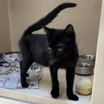 Fuchsia -  Bombay and Domestic Short Hair Cat for Adoption in Clarksville, Virginia - Fuchsia | PetCurious