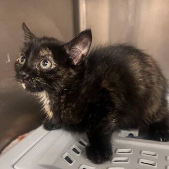 Nowra -  Domestic Short Hair Cat for Adoption in Salt Lake City, Utah - Nowra | PetCurious