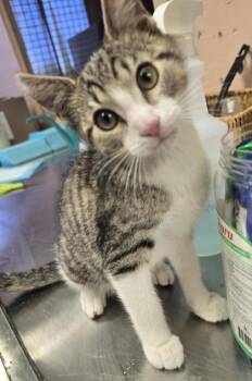 Van Gogh -  Domestic Short Hair Cat for Adoption in Roseville, California - Van Gogh | PetCurious