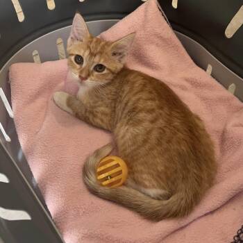 Honeydew -  Tabby and Domestic Short Hair Cat for Adoption in Columbia, South Carolina - Honeydew | PetCurious