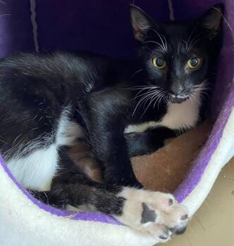 Tootsie -  Domestic Short Hair Cat for Adoption in Cumming, Georgia - Tootsie | PetCurious
