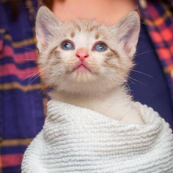 Domestic Short Hair Cats Available for Adoption in Hattiesburg, Mississippi - Degrassi | PetCurious