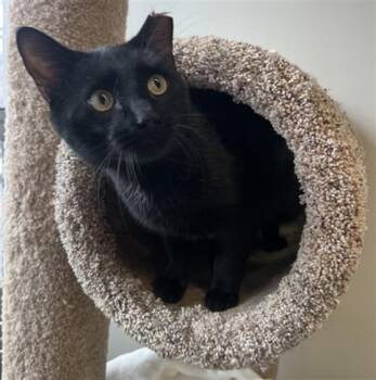 GUINNESS -  Domestic Short Hair Cat for Adoption in Boston, Massachusetts - GUINNESS | PetCurious