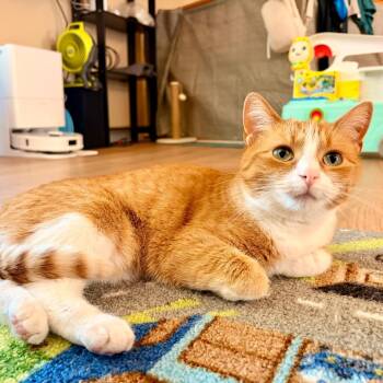 Jaycee -  Domestic Short Hair Cat for Adoption in Chaska, Minnesota - Jaycee | PetCurious