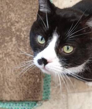 Rescue Domestic Short Hair Cats for Adoption in Chehalis, Washington - Lawrence | PetCurious
