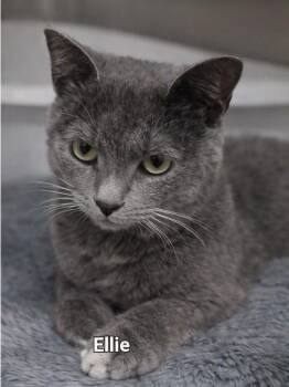 Ellie -  Domestic Short Hair Cat for Adoption in Morganton, North Carolina - Ellie | PetCurious