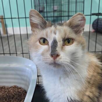 Domestic Short Hair Cats Available for Adoption in Marion, Virginia - Pioneer Honey | PetCurious