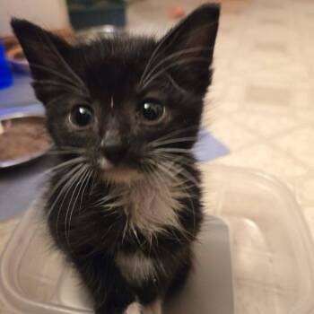 Cricket -  Domestic Short Hair Cat for Adoption in West Olive, Michigan - Cricket | PetCurious