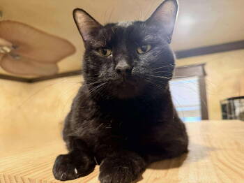 Rescue Domestic Short Hair Cats for Adoption in Capshaw, Alabama - BO JACKSON | PetCurious