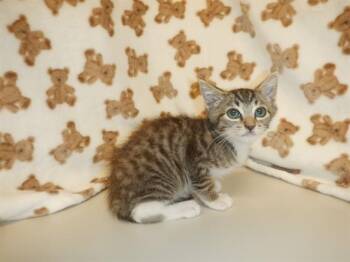A1410993 -  Domestic Short Hair Cat for Adoption in San Jose, California - A1410993 | PetCurious