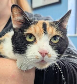 NOVELLE -  Domestic Short Hair Cat for Adoption in Canfield, Ohio - NOVELLE | PetCurious