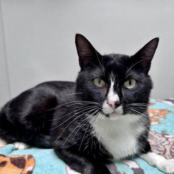 Domestic Short Hair Cats Available for Adoption in Dallas, Texas - Batman | PetCurious