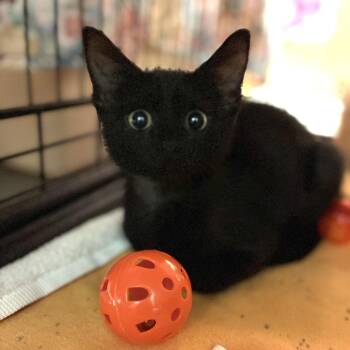 Darren -  Domestic Short Hair Cat for Adoption in South Elgin, Illinois - Darren | PetCurious