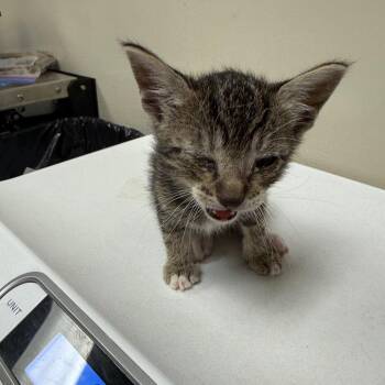 Montego -  Domestic Short Hair Cat for Adoption in Reno, Nevada - Montego | PetCurious