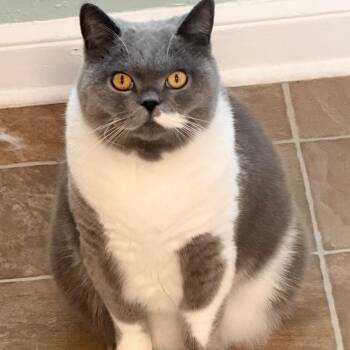 Bento -  Selkirk Rex and British Shorthair Cat for Adoption in Maryville, Tennessee - Bento | PetCurious