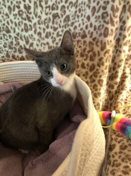 Rescue Domestic Short Hair Cats for Adoption in Seven Valleys, Pennsylvania - Osbourne | PetCurious