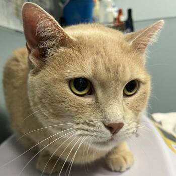 Buffy -  Domestic Short Hair Cat for Adoption in New Castle, Delaware - Buffy | PetCurious