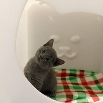 Charles -  Domestic Short Hair Cat for Adoption in Greensboro, North Carolina - Charles | PetCurious
