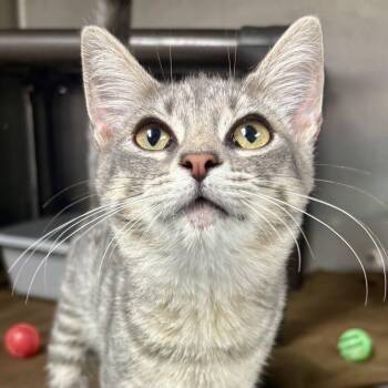 Basil -  Domestic Short Hair Cat for Adoption in Charles City, Iowa - Basil | PetCurious