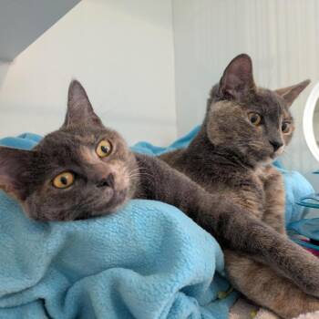 Mary-Kate -  Domestic Short Hair Cat for Adoption in South Burlington, Vermont - Mary-Kate | PetCurious