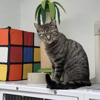 SABLE -  Domestic Short Hair Cat for Adoption in Albuquerque, New Mexico - SABLE | PetCurious