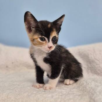 Pumpkin Spice -  Domestic Short Hair Cat for Adoption in Wahiawa, Hawaii - Pumpkin Spice | PetCurious