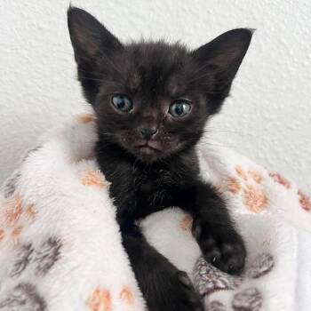 Domestic Short Hair Cats Available for Adoption in Jacksonville, Florida - Beetle | PetCurious