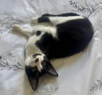 Petal -  Domestic Short Hair Cat for Adoption in Lafayette, Colorado - Petal | PetCurious