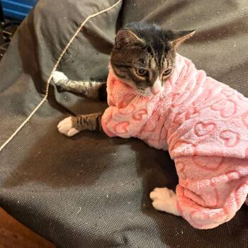 Domestic Short Hair Cats Available for Adoption - Pebble Beach | PetCurious