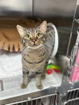 Rescue Domestic Short Hair Cats for Adoption in Detroit, Michigan - Frank | PetCurious