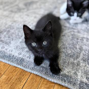 Domestic Medium Hair Cats Available for Adoption in Plainfield, Illinois - Devon | PetCurious
