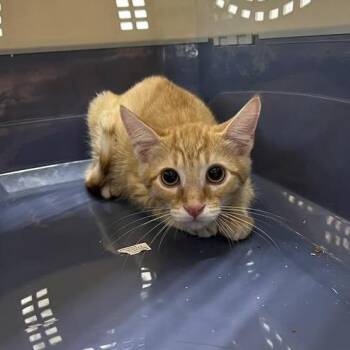 Angus -  Domestic Short Hair Cat for Adoption in Kanab, Utah - Angus | PetCurious