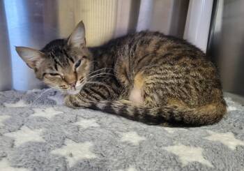 Rescue Domestic Short Hair Cats for Adoption in Kennewick, Washington - Pumpkin | PetCurious