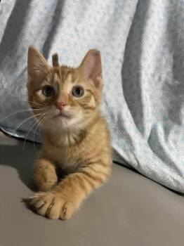 Domestic Short Hair Cats Available for Adoption in Cleveland, Ohio - Dublin | PetCurious