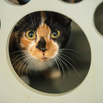 Rescue Calico and Tabby Cats for Adoption in Bethel, Connecticut - Franny TOO CUTE FOR WORDS | PetCurious