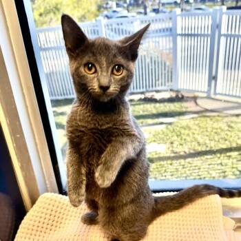 Emerald -  Domestic Short Hair Cat for Adoption in Galveston, Texas - Emerald | PetCurious