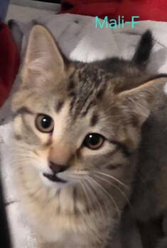 Domestic Short Hair Cats Available for Adoption in Cloquet, Minnesota - Mali | PetCurious