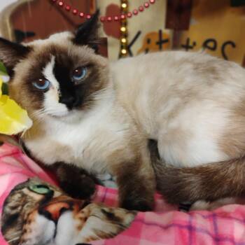 Siamese and Calico Cats Available for Adoption - Sloan 1 Yr F BLU Eye Siamese Mix 6lbs/kids/cats/dogs | PetCurious