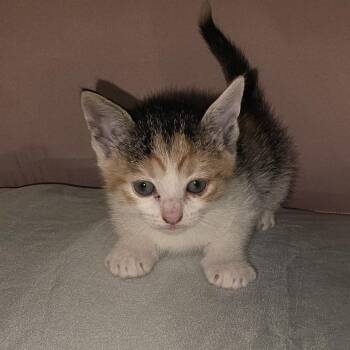 Meowlinda -  American Shorthair Cat for Adoption in Livingston, Texas - Meowlinda | PetCurious